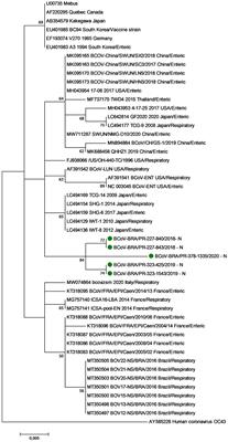 Bovine Coronavirus Co-infection and Molecular Characterization in Dairy Calves With or Without Clinical Respiratory Disease